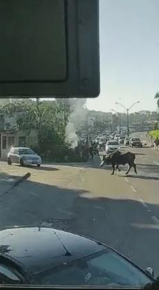 BUFALO