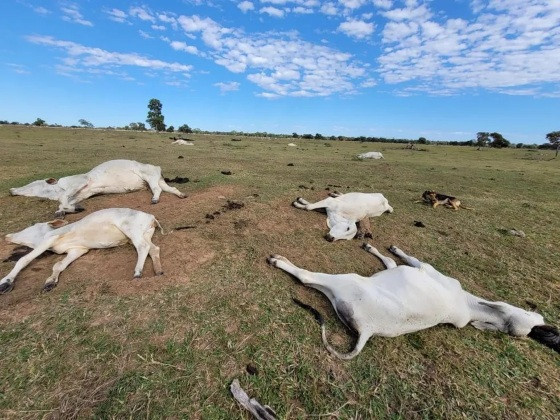 MORTE GADO