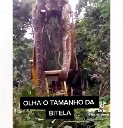 Cobra gigante retirada de floresta do Caribe