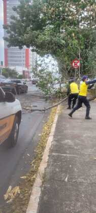 Arvore cai em avenida de Cuiabá