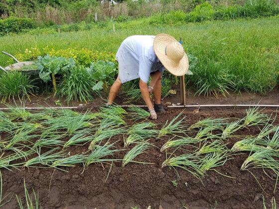 agricultor