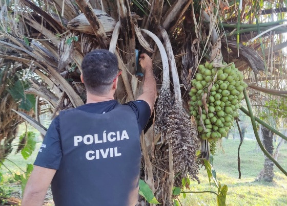 maconha escondida