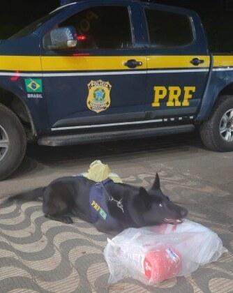 CÃO FAREJADOR MACONHA EM ÔNIBUS