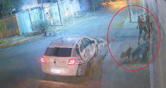 Cão morto