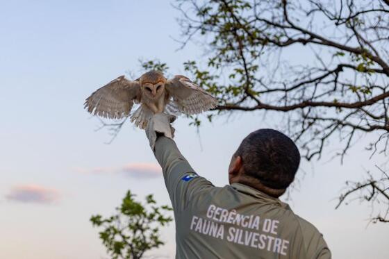 ANIMAIS SILVESTRES DEVOLVIDOS