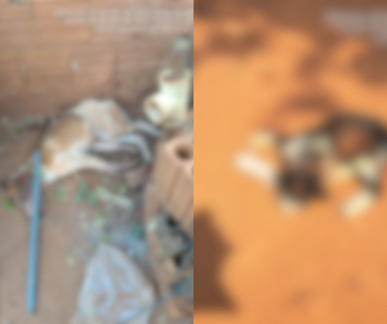 Animais mortos