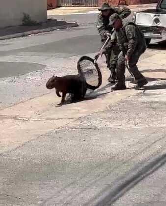 capivara fugindo de policiais no bela vista