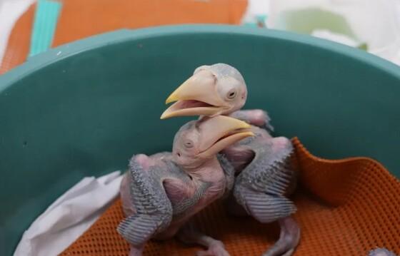 Aves que nasceu de ovos encontrado em sutiã de passageira