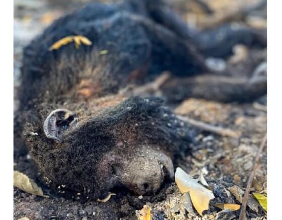 Macaco morto queimado no Pantanal 