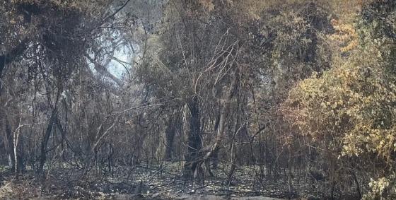 floresta queimada