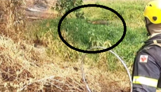 Onça Pintada