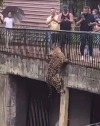 Onça pintada quase escapa de zoológico 