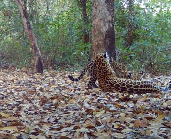 AMAMENTAÇÃO ONÇA PANTANAL 