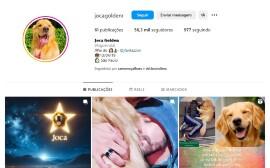 Cão de Sinop ganha 40 mil seguidores no Instagram após morrer por falha da Gol