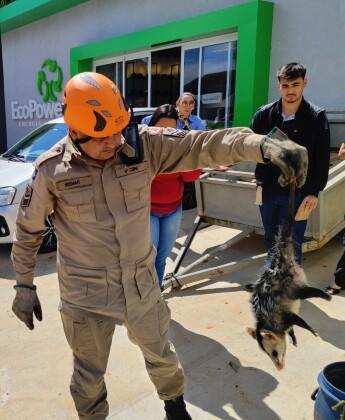 CORPO DE BOMBEIROS COM GAMBA