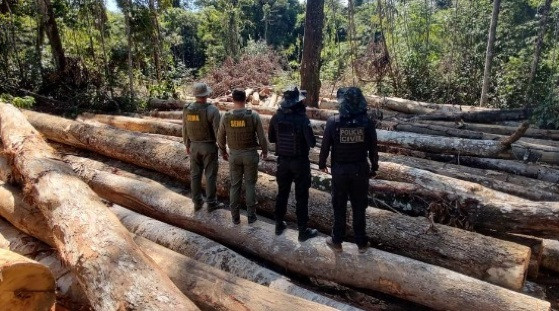 Desmatamento amazonia
