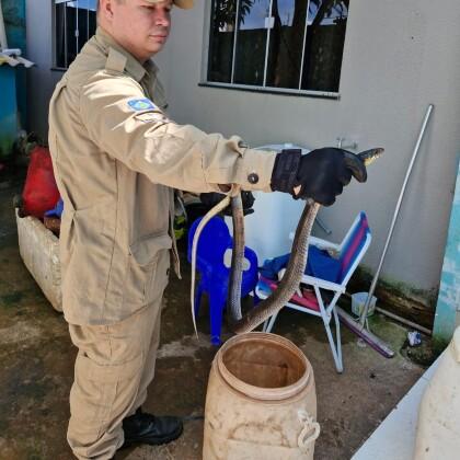 CAPTURA SERPENTE BOMBEIROS