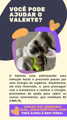 cãozinho valente