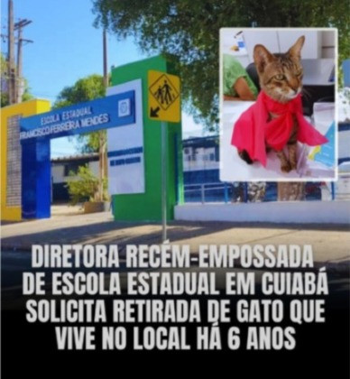 Diretora exige que seja retirado o gato Francis da escola