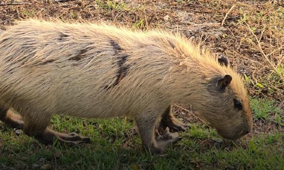 CAPIVARAS PELO LOIRO