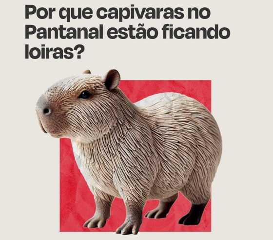 CAPIVARA 