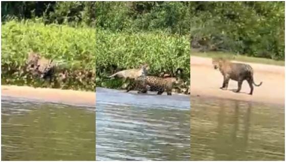 Onça na beira do rio em Cáceres 