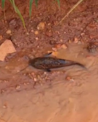 Após temporal estrada fica coberta de peixes em Cocalinho