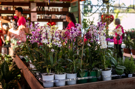 22ª edição da Feira de Orquídeas de Cuiabá