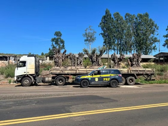 Oliveiras argentinas importadas irregularmente são apreendidas no Paraná 