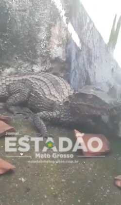 Jacaré dentro de casa em Cuiabá 