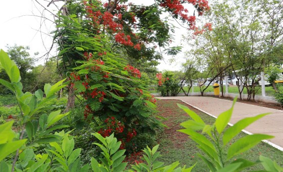 Próximo passo é transformar o parque em um espaço mais estruturado para lazer, aprendizado e conservação da biodiversidade, alinhado ao compromisso de Várzea Grande com a sustentabilidade