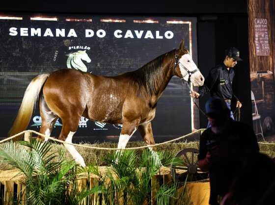 semana do cavalo