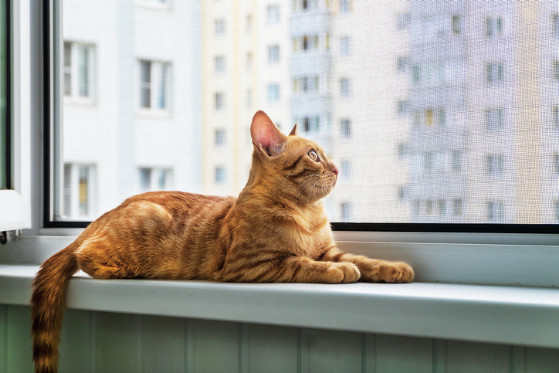 Gato