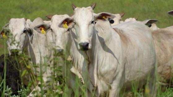 GADO BOI VACA