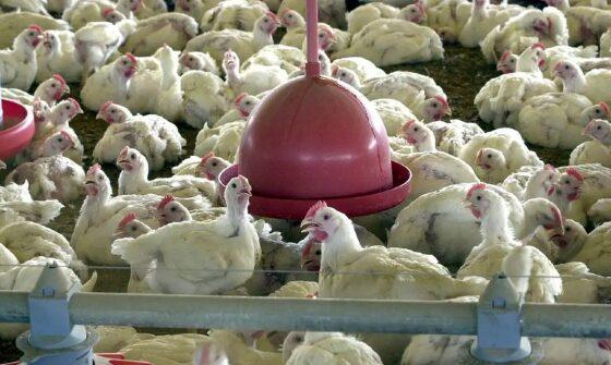 frango 