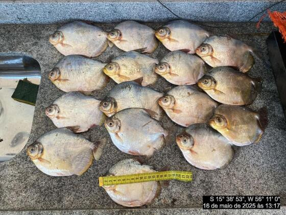 Peixe / apreensão