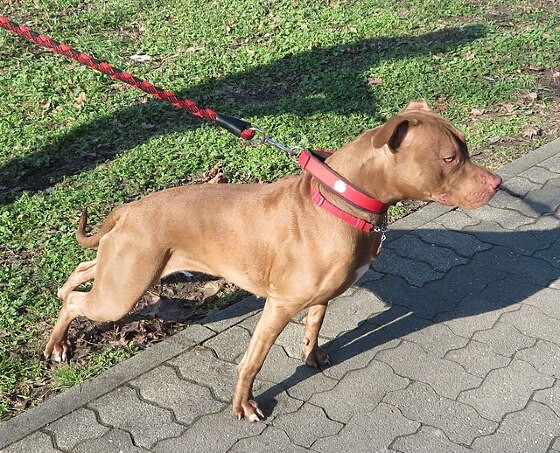 pitbull