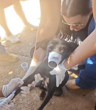 socorrendo o cachorro