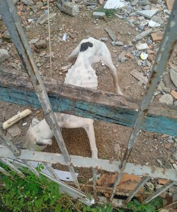 Cães