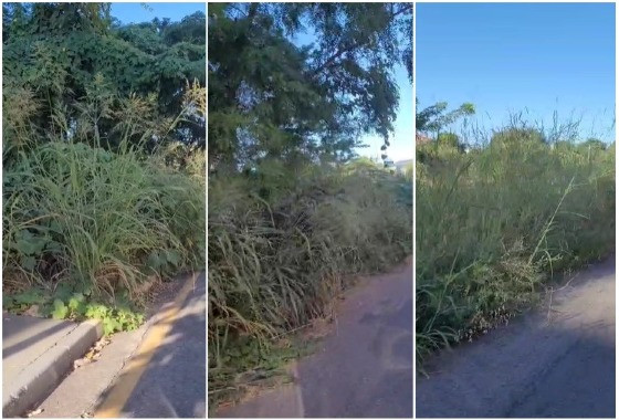 Matagal na rua Ouro Fino, no Bosque da Saúde