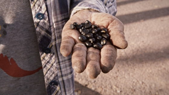 filme plantadores de água