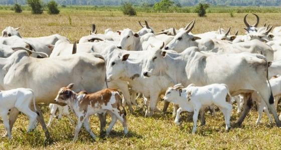 BOI , VACA