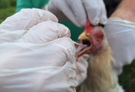 Brasil vai se declarar livre da gripe aviária nesta quarta, diz secretário da Agricultura
