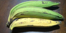 Mato Grosso vai ganhar Rota da Banana para estimular cadeia produtiva da fruta