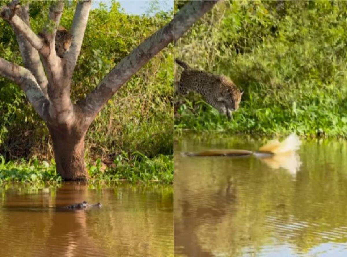 VÍDEO: Biólogo registra momento em que onça ataca jacaré em Poconé | Estadão MT