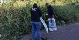 Polícia localiza mais dois gatos mortos no Porto; animais podem ser vítimas de jovem presa