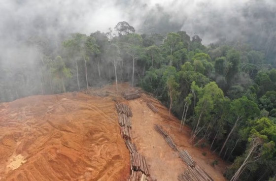 Trabalhador de cooperativa sumiu durante serviço na Floresta Amazônica