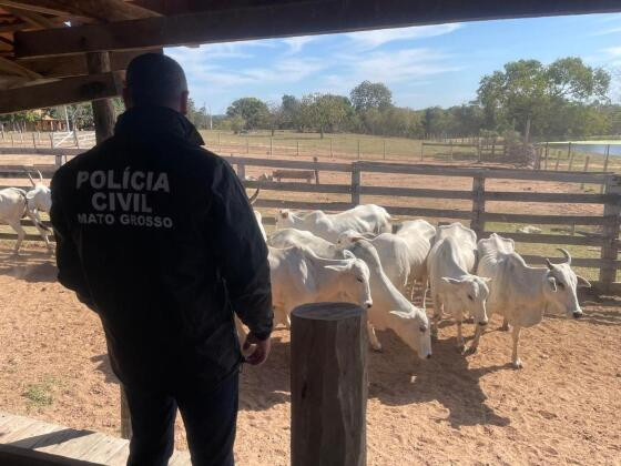 Gado Branco