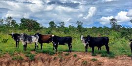 Transferência de embriões eleva produtividade e renda de pequenos produtores de leite em MT