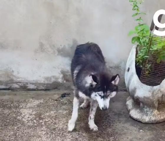 Cachorro mal tratado 